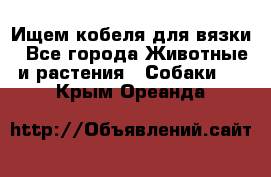 Ищем кобеля для вязки - Все города Животные и растения » Собаки   . Крым,Ореанда